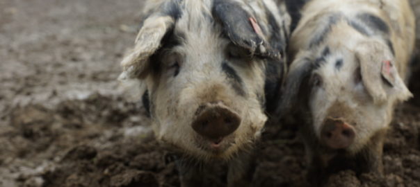 Schweine-Leasing mit gutem Gewissen
